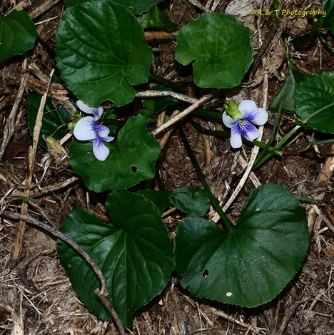 {Viola priceana}